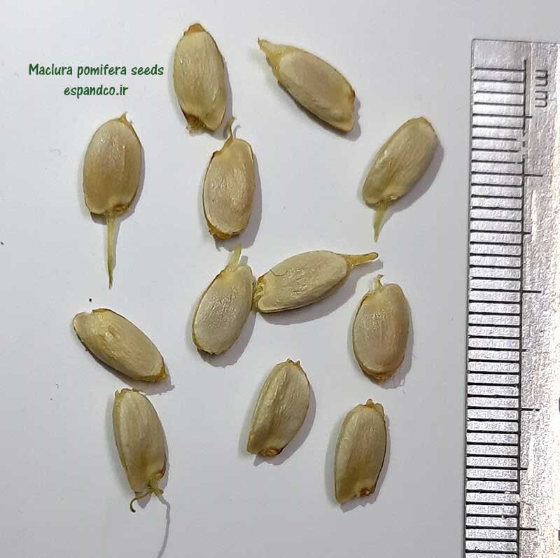  Maclura pomiferaseeds 